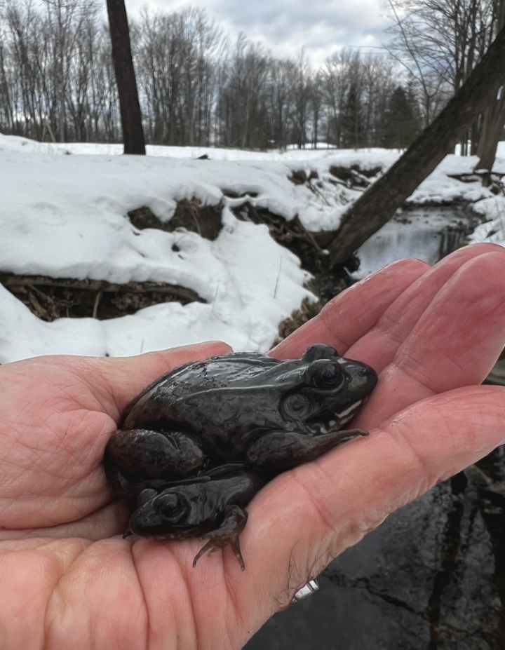 Green Frogs